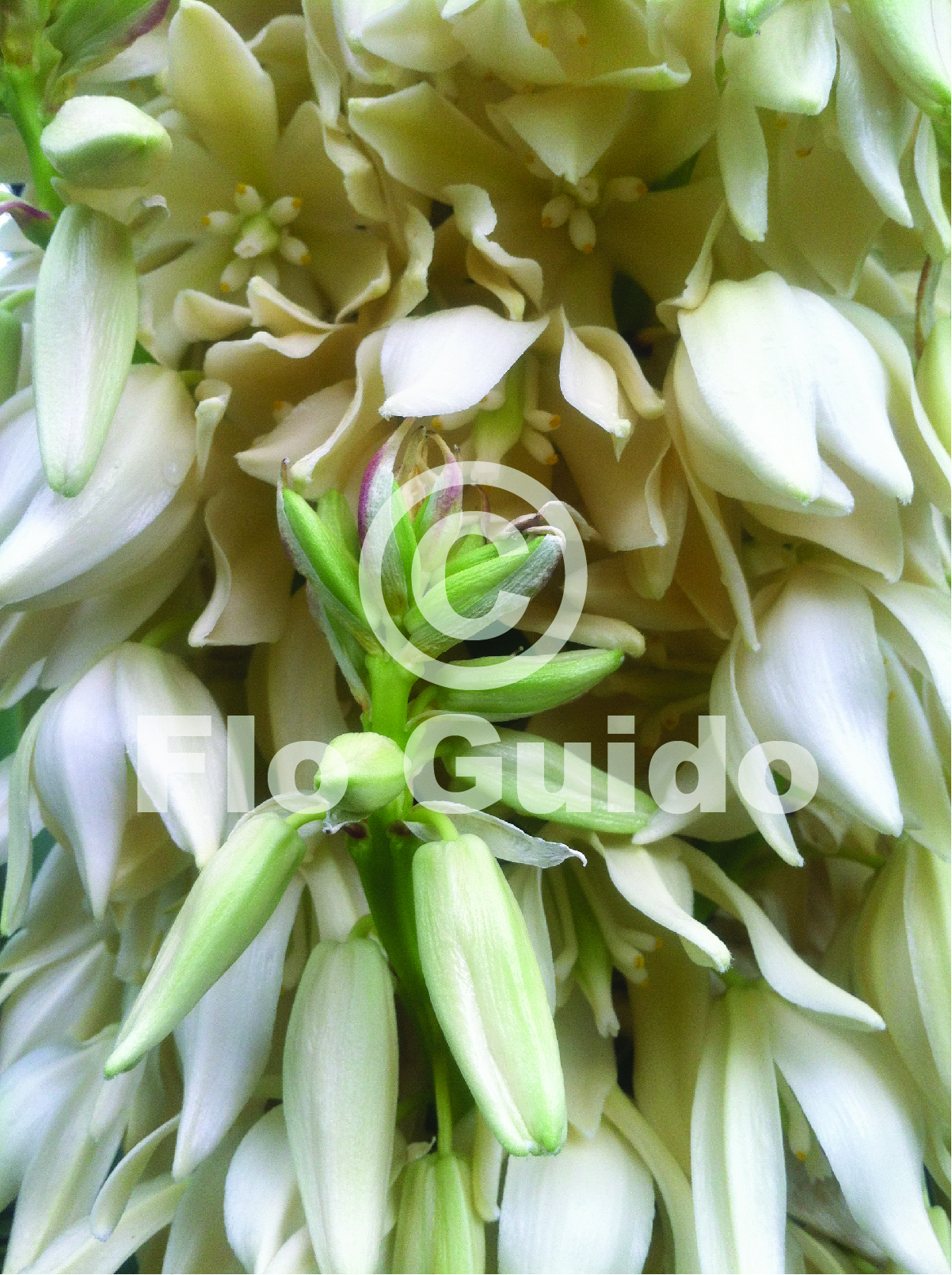 close up image of white flower with green detail