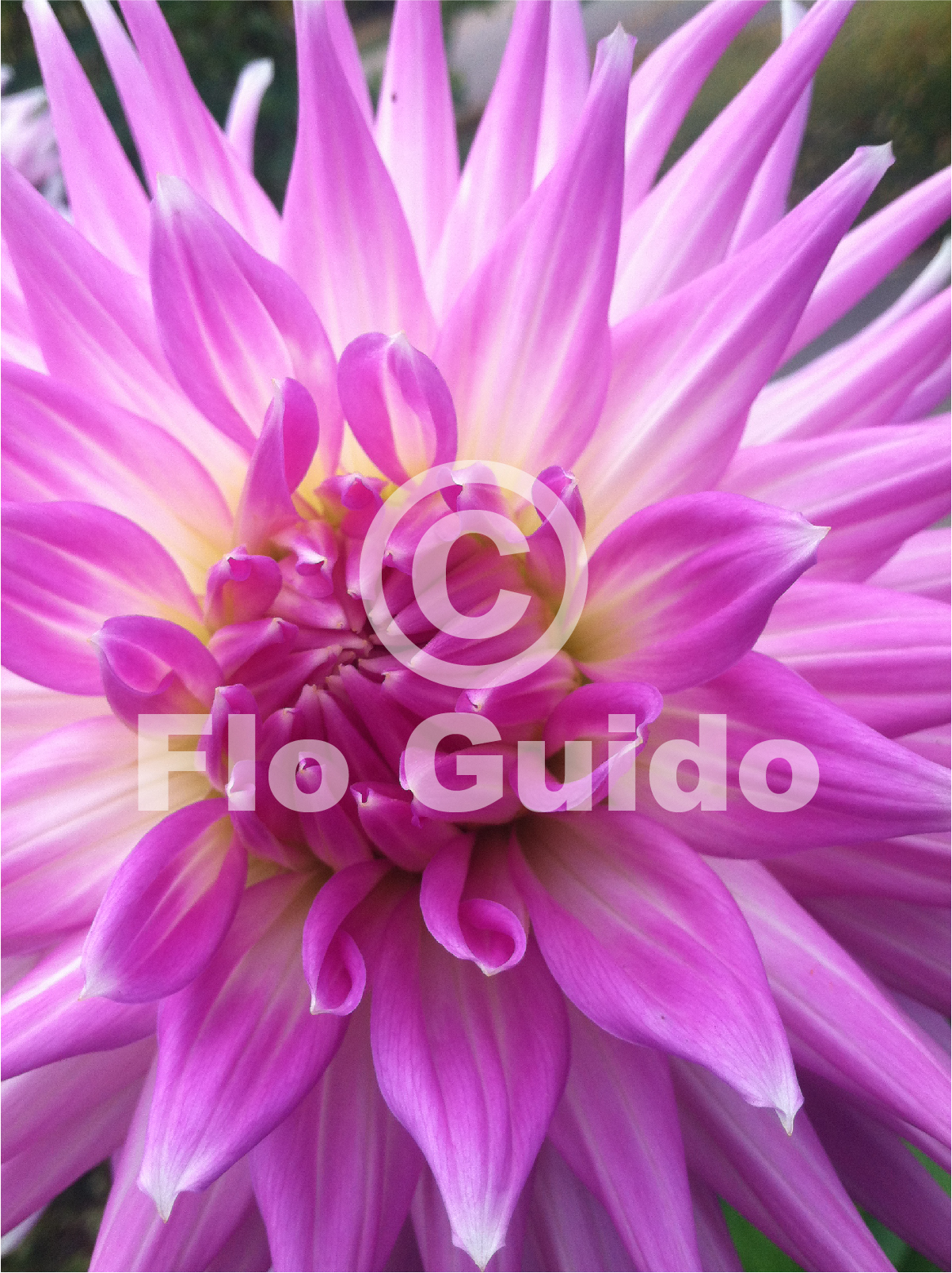 close up image of hot pink flower
