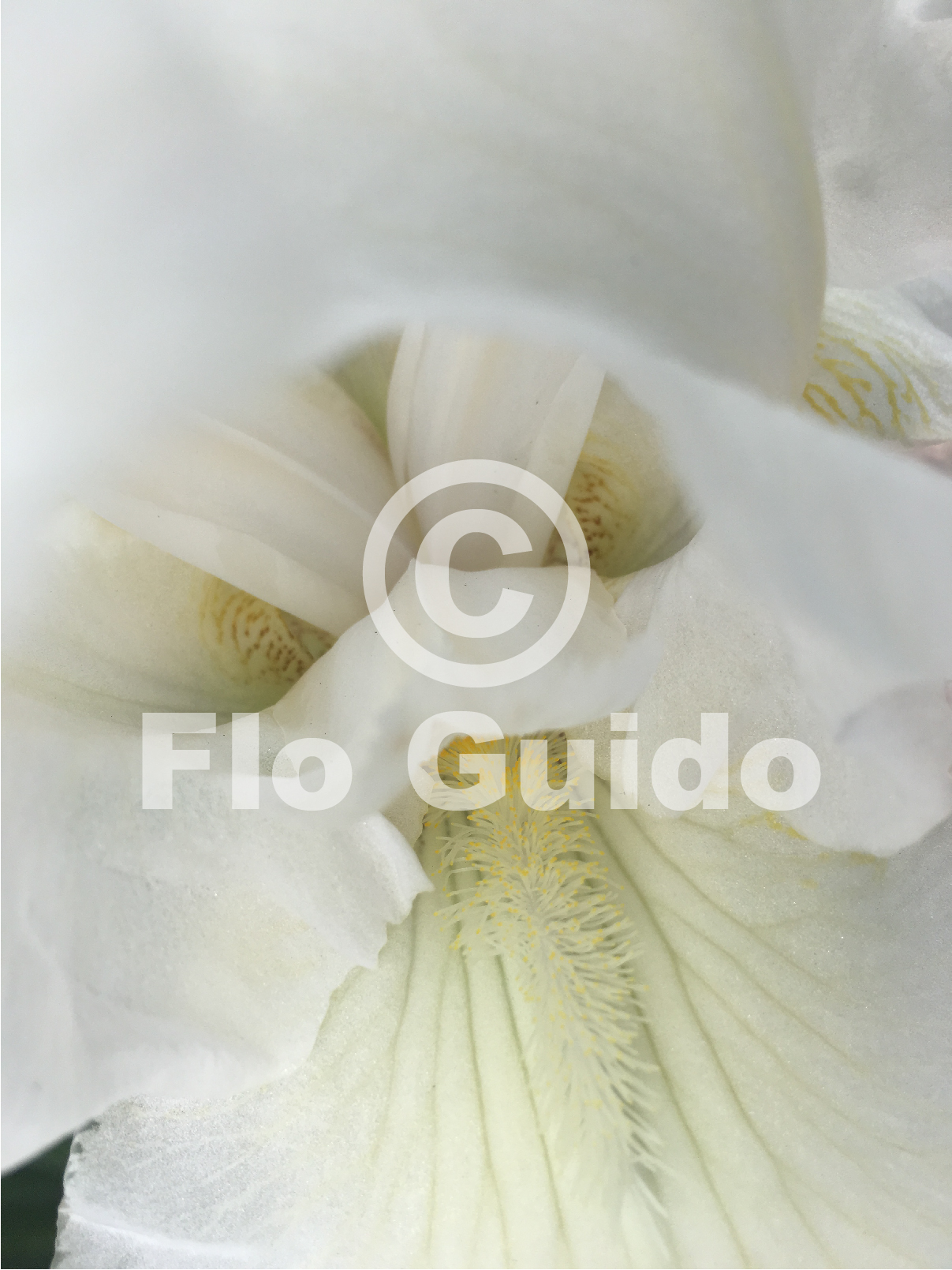 close up image of white flower